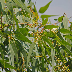 Eucalyptus citronné - Willemse