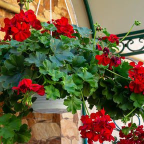 Géranium lierre double rouge