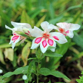 Vente 15 Glaïeuls nains Prins Claus - Gladiolus nanus Prins Claus