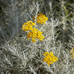 Herbe à curry Aladin - Immortelle de Corse - Willemse