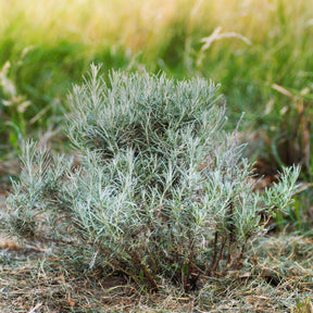 Helichrysum italicum Aladin - Herbe à curry Aladin - Immortelle de Corse - Immortelle