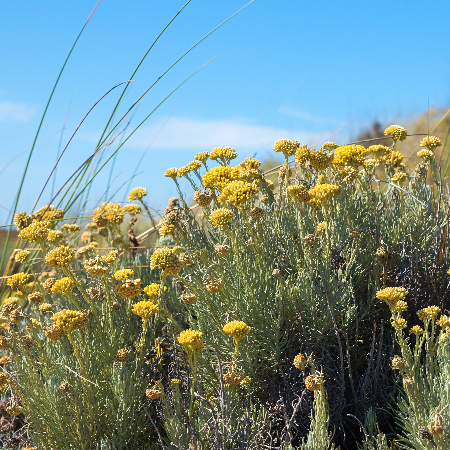 Herbe à curry - Immortelle des dunes - Willemse