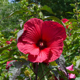 Hibiscus des marais Carrousel® Geant Red - Willemse