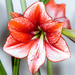 Amaryllis Showmaster - Willemse