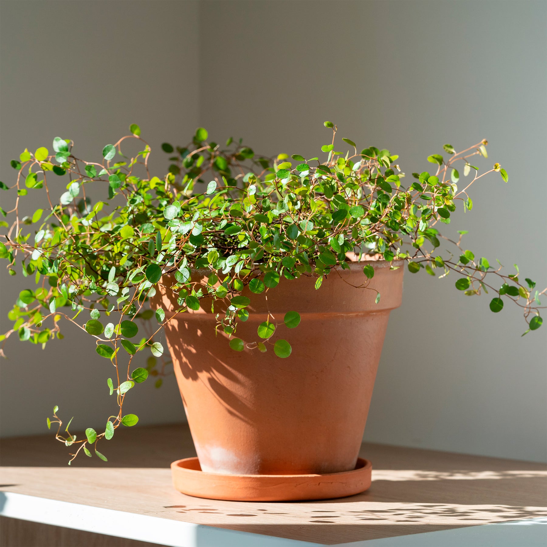 Muehlenbeckia complexa - Muehlenbeckia complexa - Willemse