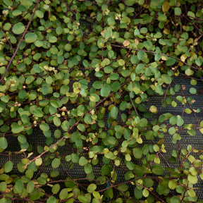 Vivaces couvre-sol - Muehlenbeckia complexa - Muehlenbeckia complexa