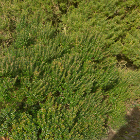 Myrtus communis Tarentina - Myrte de Tarente - Myrte