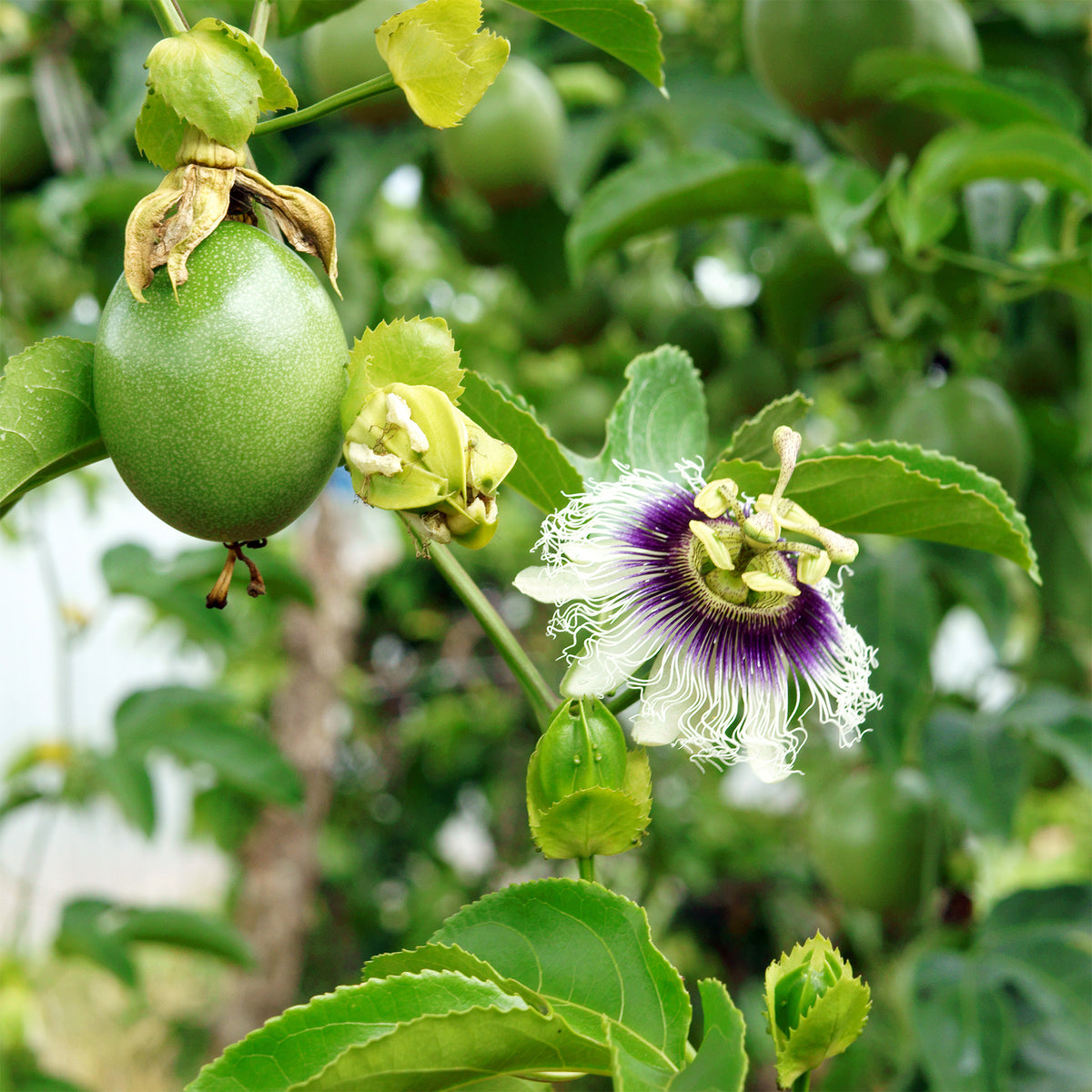 Fruit de la passion - Grenadille - Willemse