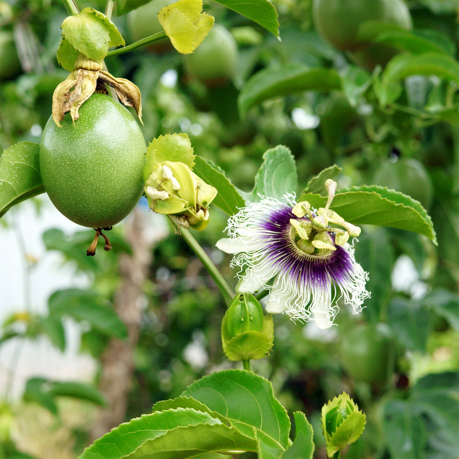Fruit de la passion - Grenadille - Willemse