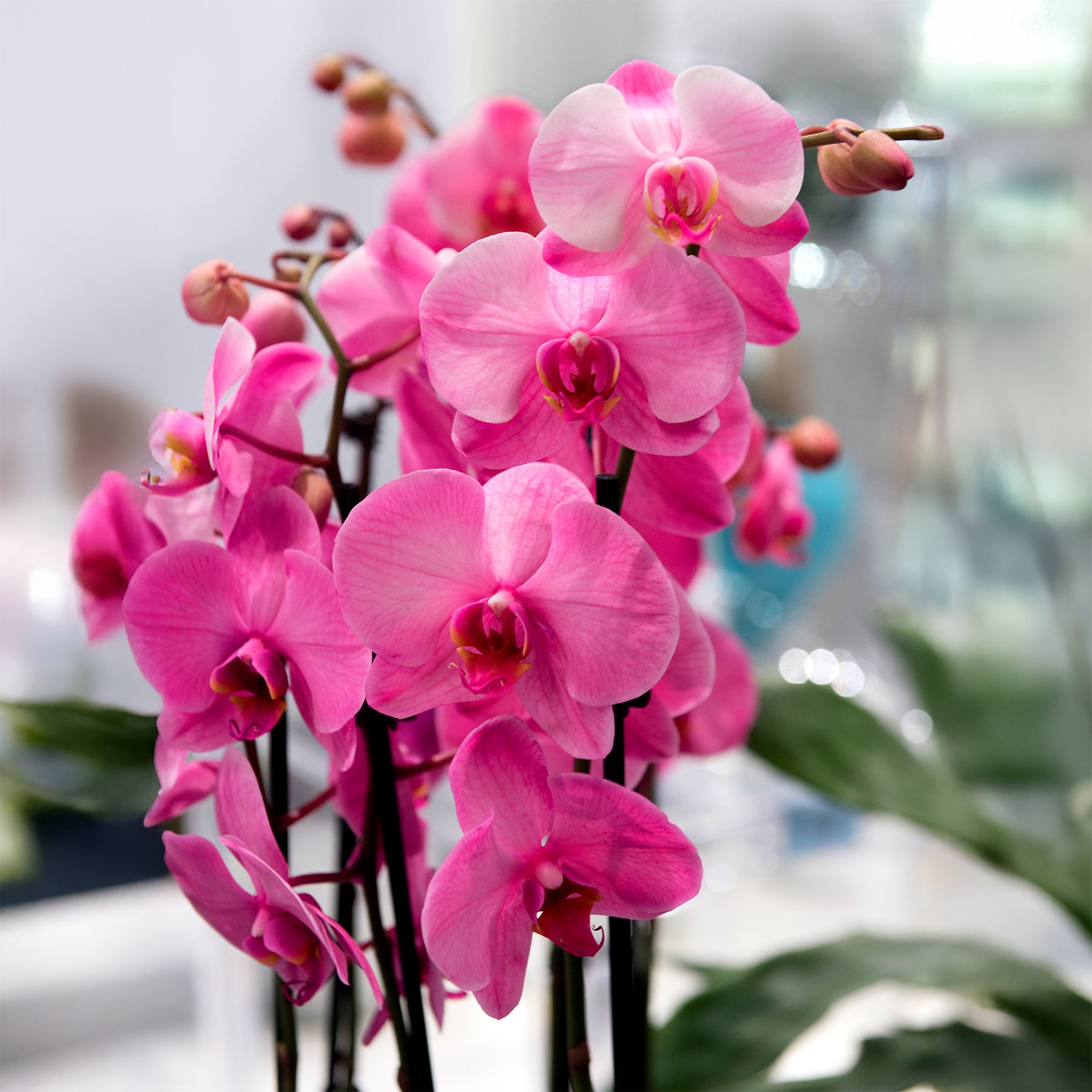 Orchidée rose - Phalaenopsis rosa - Willemse