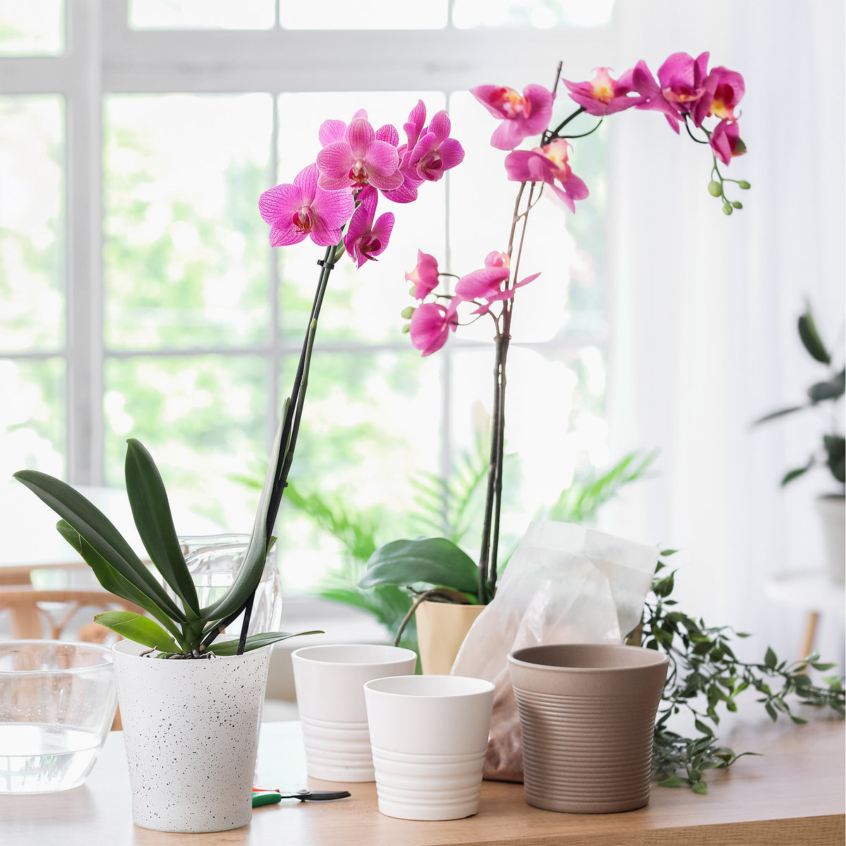 Orchidée rose - Willemse
