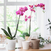Orchidée rose - Willemse