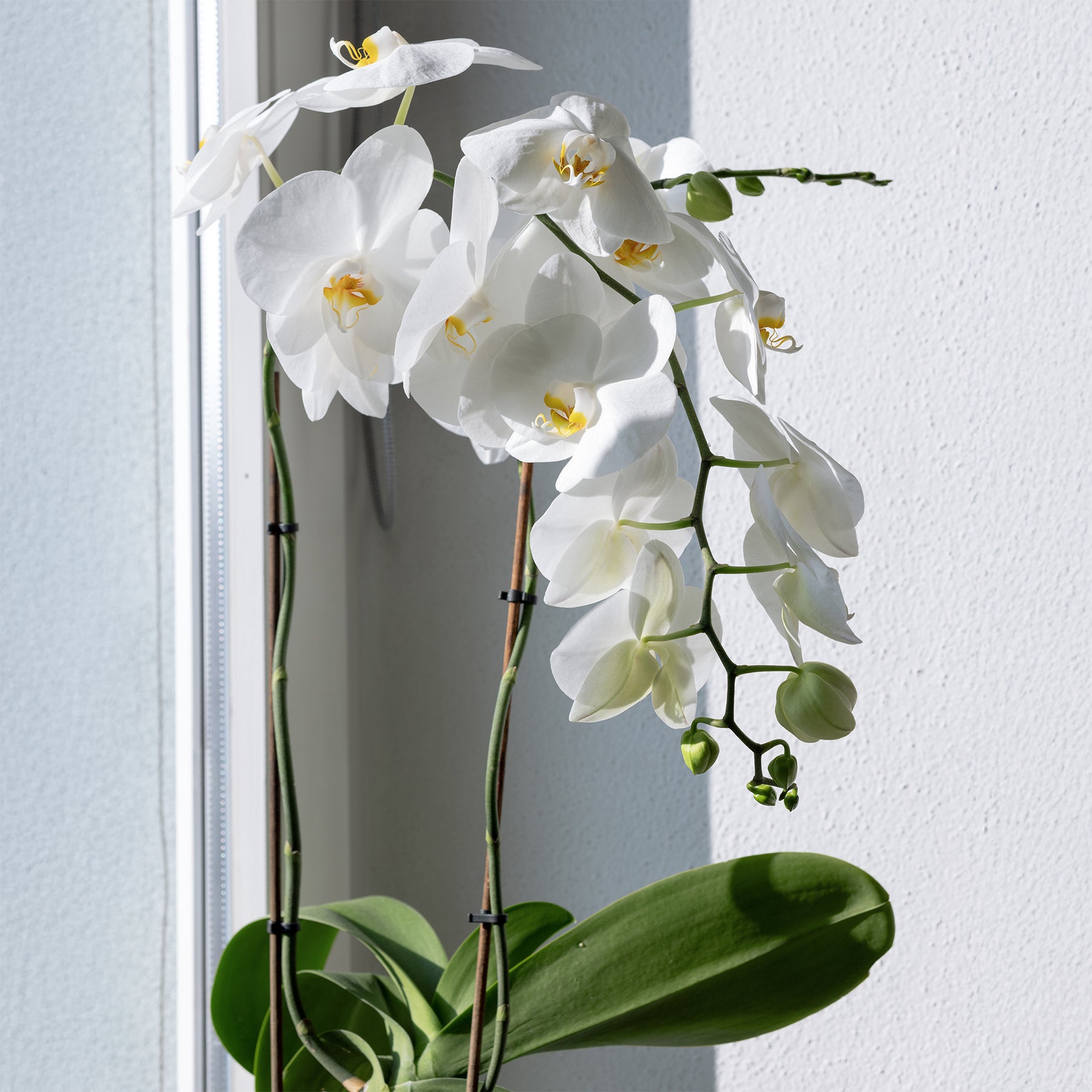 Orchidée blanche - Phalaenopsis white - Willemse