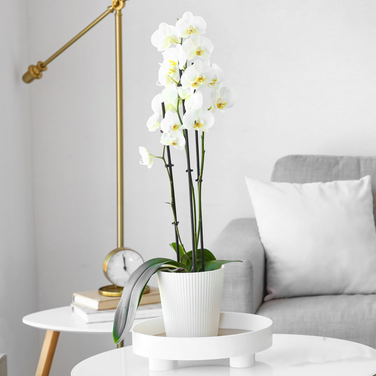 Orchidée blanche - Willemse