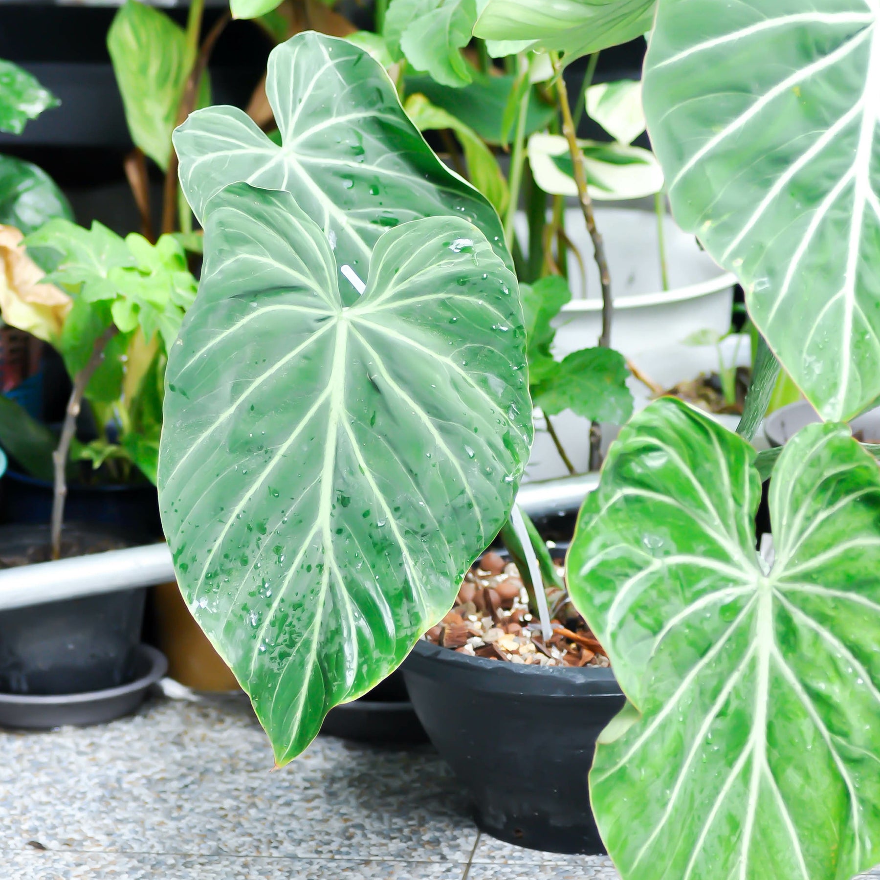 Philodendron - Philodendron Gloriosum - Philodendron Gloriosum