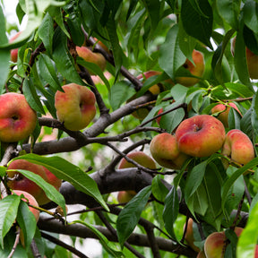 Prunus persica Saturne - Pêcher Saturne - Pêcher