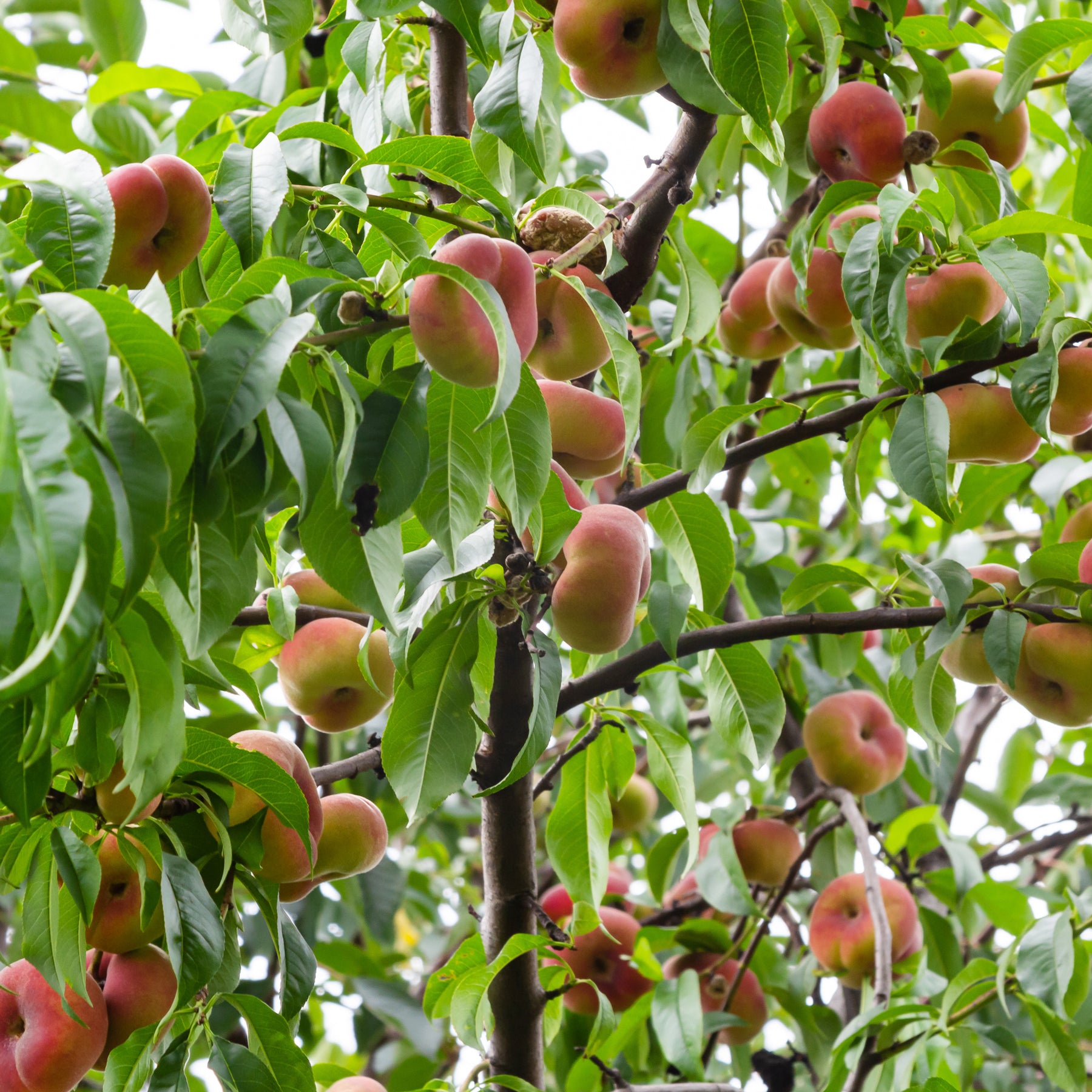 Vente Pêcher Saturne - Prunus persica Saturne