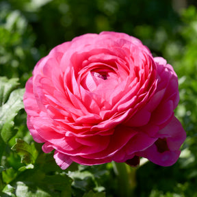 10 Renoncules roses - Ranunculus asiaticus Pink - Willemse