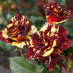 Vente Rosier buisson Abracadabra® Koramsaro - Rosa Abracadabra® Koramsaro