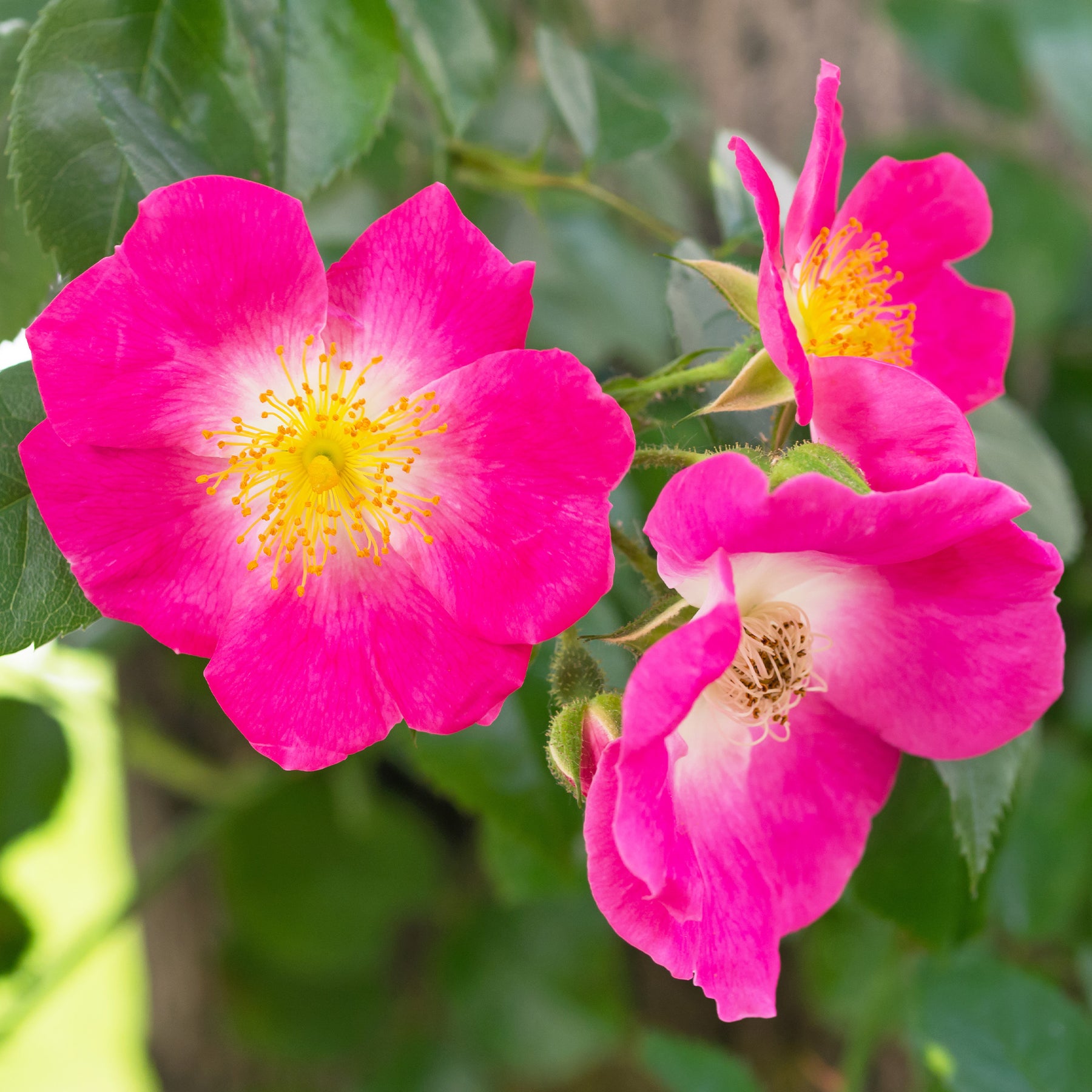 Rosa wichuraiana American Pillar - Rosier liane American Pillar - Rosiers grimpants
