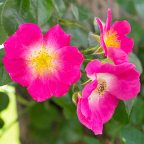 Rosa wichuraiana American Pillar - Rosier liane American Pillar - Rosiers grimpants