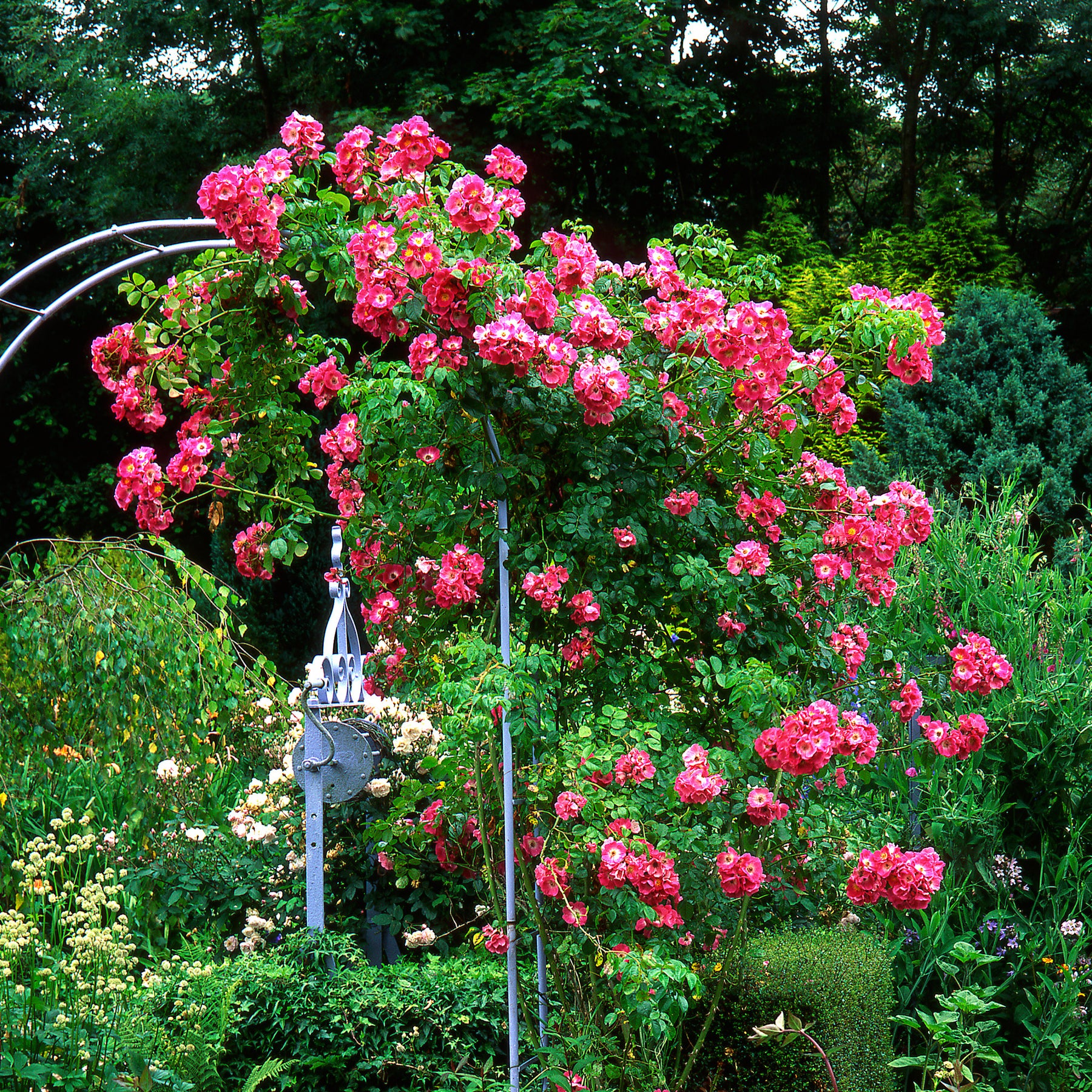 Rosiers grimpants - Rosier liane American Pillar - Rosa wichuraiana American Pillar