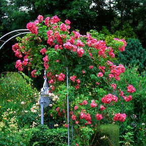 Rosiers grimpants - Rosier liane American Pillar - Rosa wichuraiana American Pillar