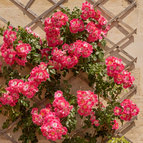 Vente Rosier liane American Pillar - Rosa wichuraiana American Pillar
