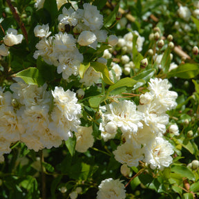 Rosier grimpant de Banks blanc - Rosa banksiae Alba Plena - Willemse