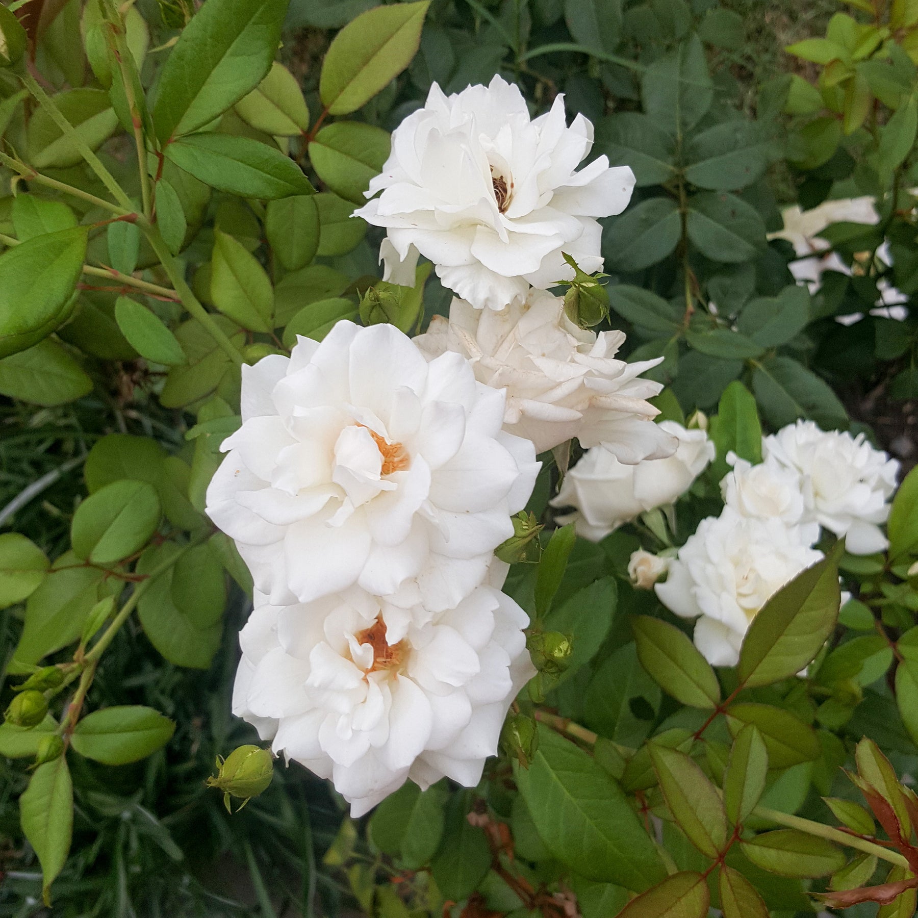 Rosiers grimpants - Rosier grimpant de Banks blanc - Rosa banksiae Alba Plena