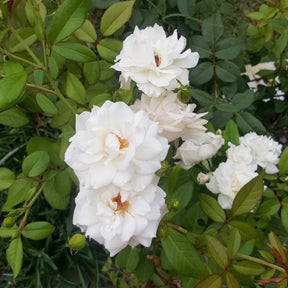 Rosiers grimpants - Rosier grimpant de Banks blanc - Rosa banksiae Alba Plena