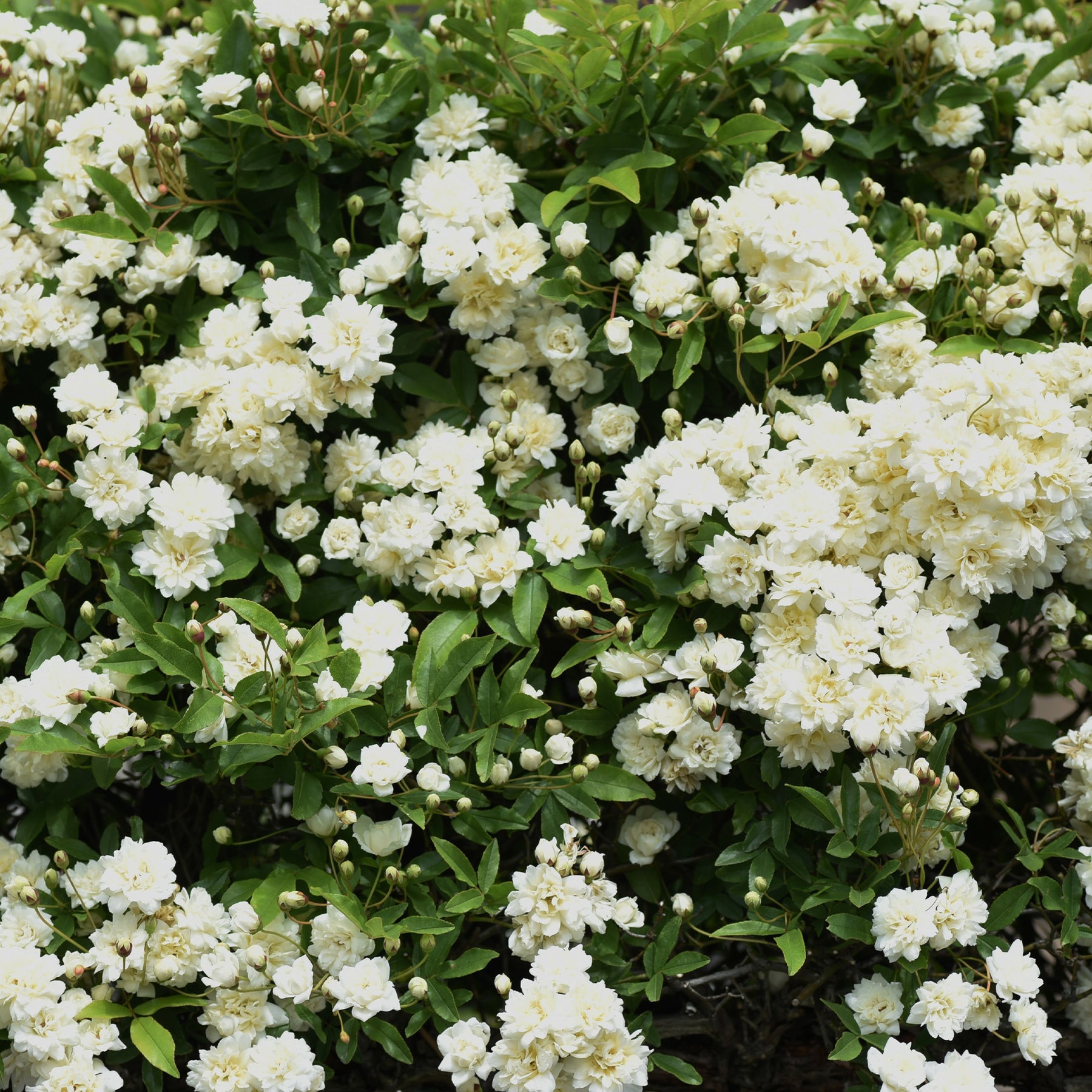 Rosa banksiae Alba Plena - Rosier grimpant de Banks blanc - Rosiers grimpants