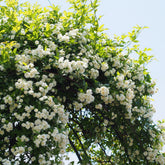 Rosier grimpant de Banks blanc - Willemse