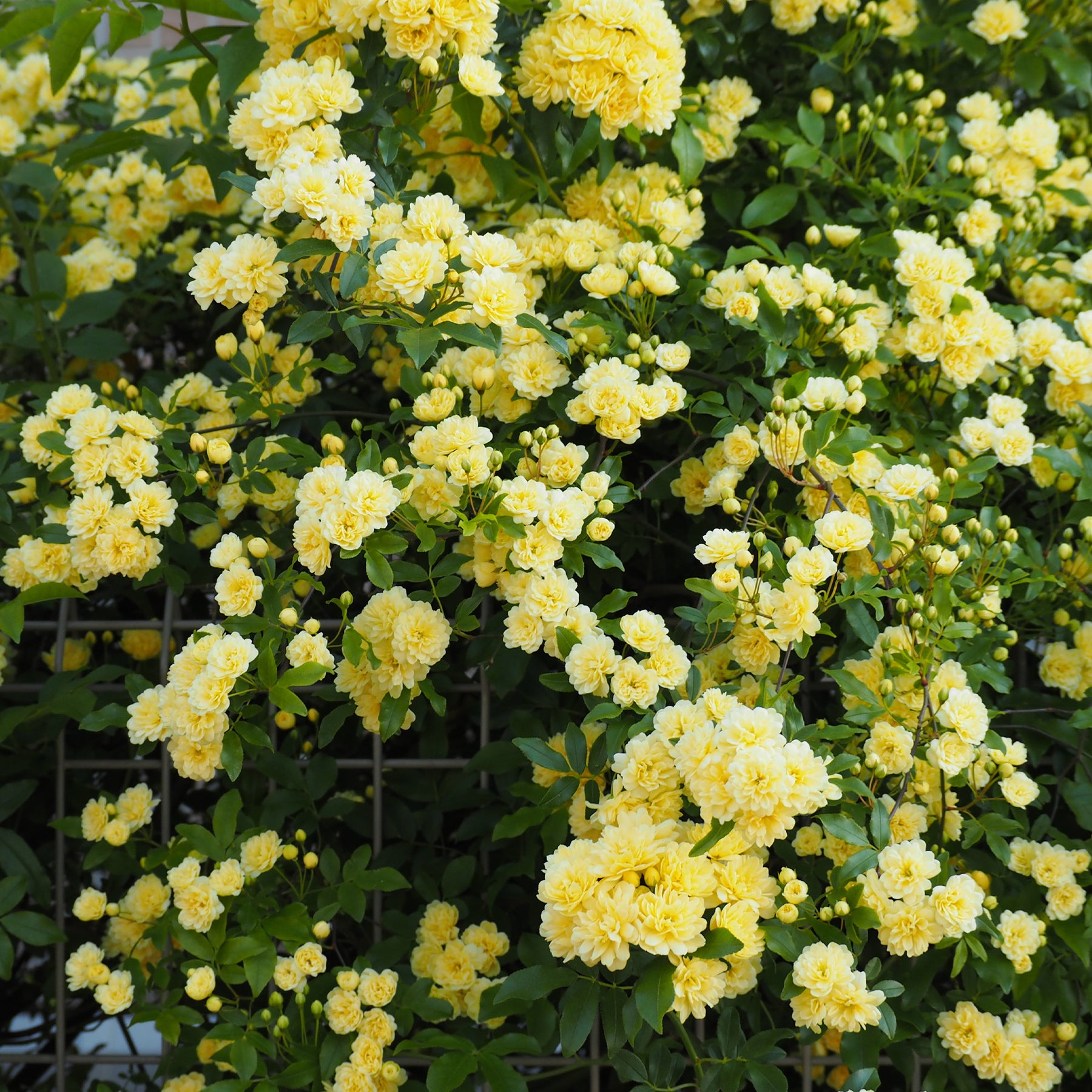 Rosier grimpant de Banks jaune - Willemse