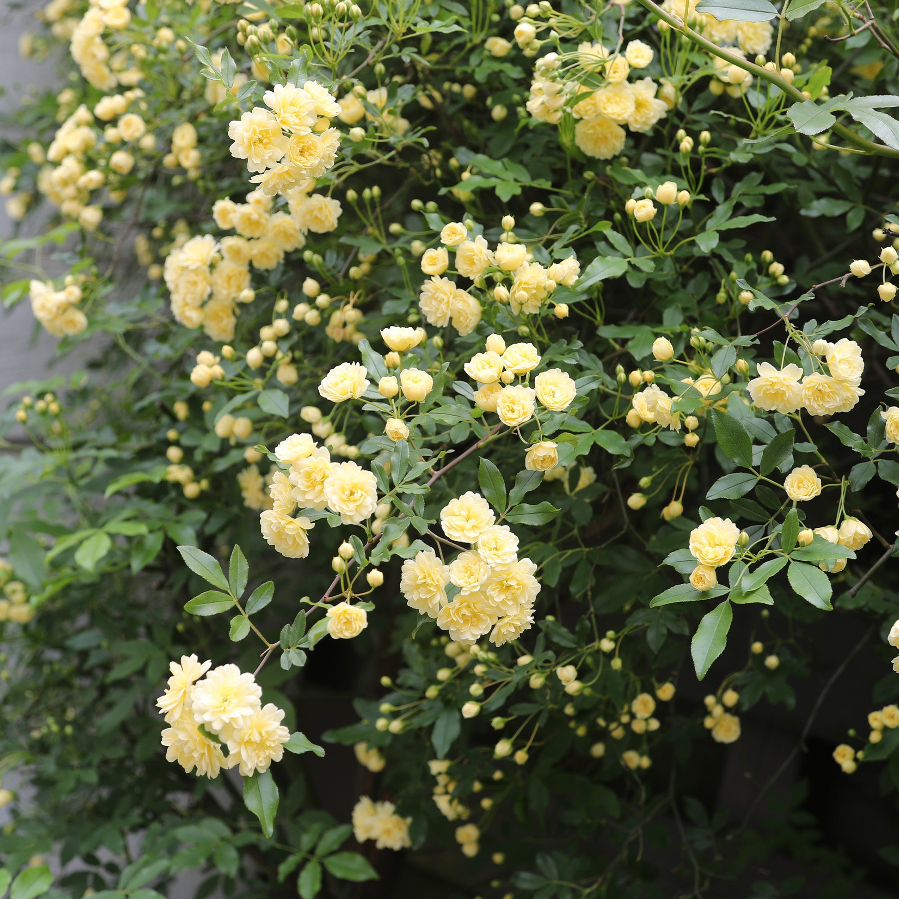 Rosiers grimpants - Rosier grimpant de Banks jaune - Rosa banksiae Lutea