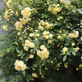 Rosiers grimpants - Rosier grimpant de Banks jaune - Rosa banksiae Lutea