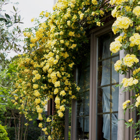 Rosa banksiae Lutea - Rosier grimpant de Banks jaune - Rosiers grimpants