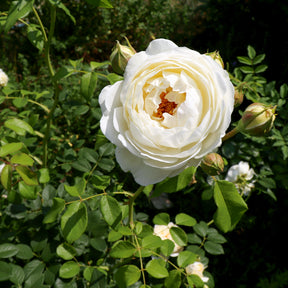 Rosa Claire Austin® Ausprior - Rosier anglais Claire Austin® - Rosiers grimpants