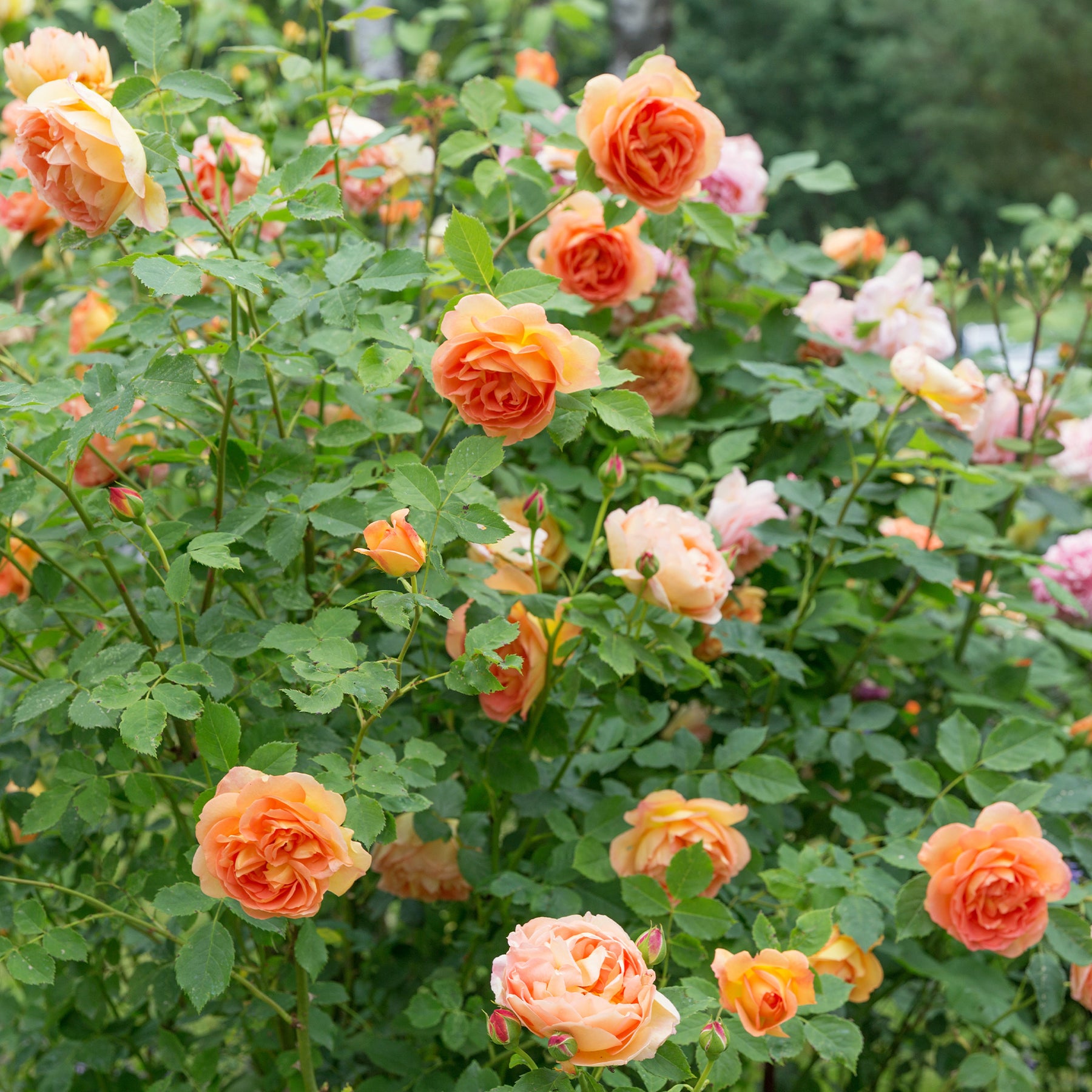 Rosa Lady of Shalott® Ausnyson - Rosier anglais Lady of Shalott - Rosiers buisson