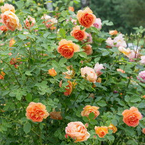 Rosa Lady of Shalott® Ausnyson - Rosier anglais Lady of Shalott - Rosiers buisson