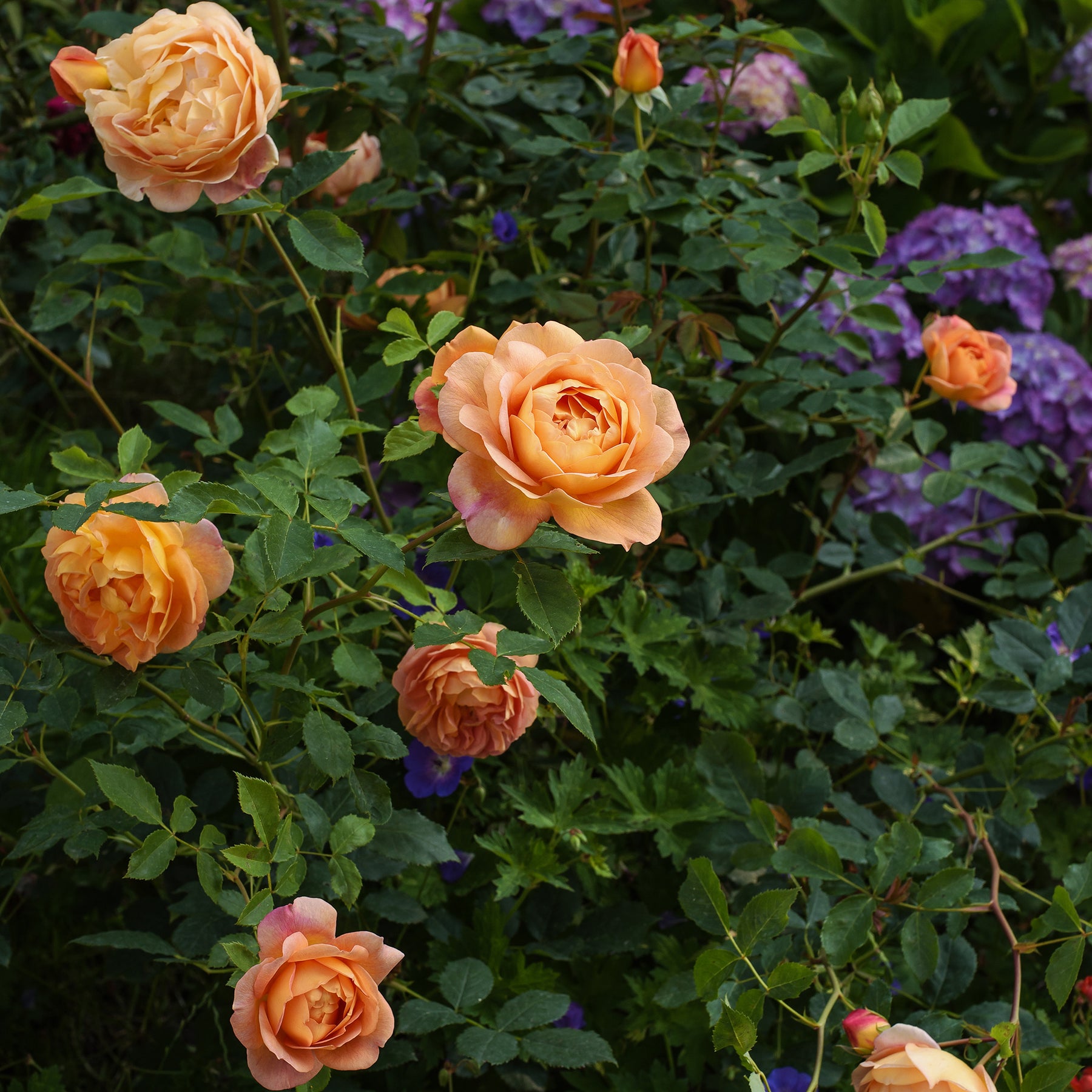 Vente Rosier anglais Lady of Shalott