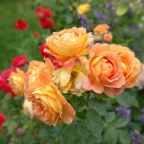 Rosiers buisson - Rosier anglais Lady of Shalott - Rosa Lady of Shalott® Ausnyson