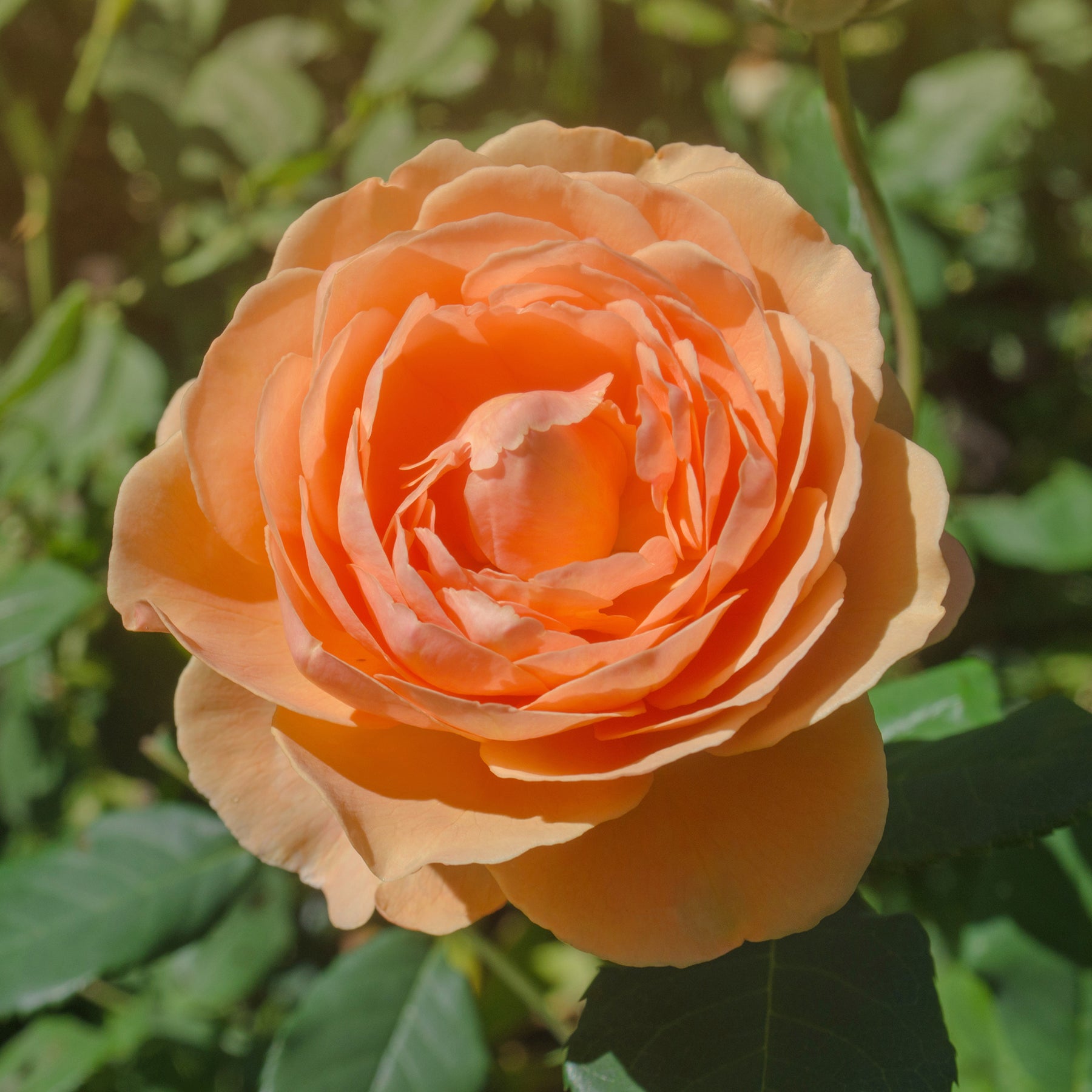 Rosier anglais Lady of Shalott - Rosa Lady of Shalott® Ausnyson - Willemse