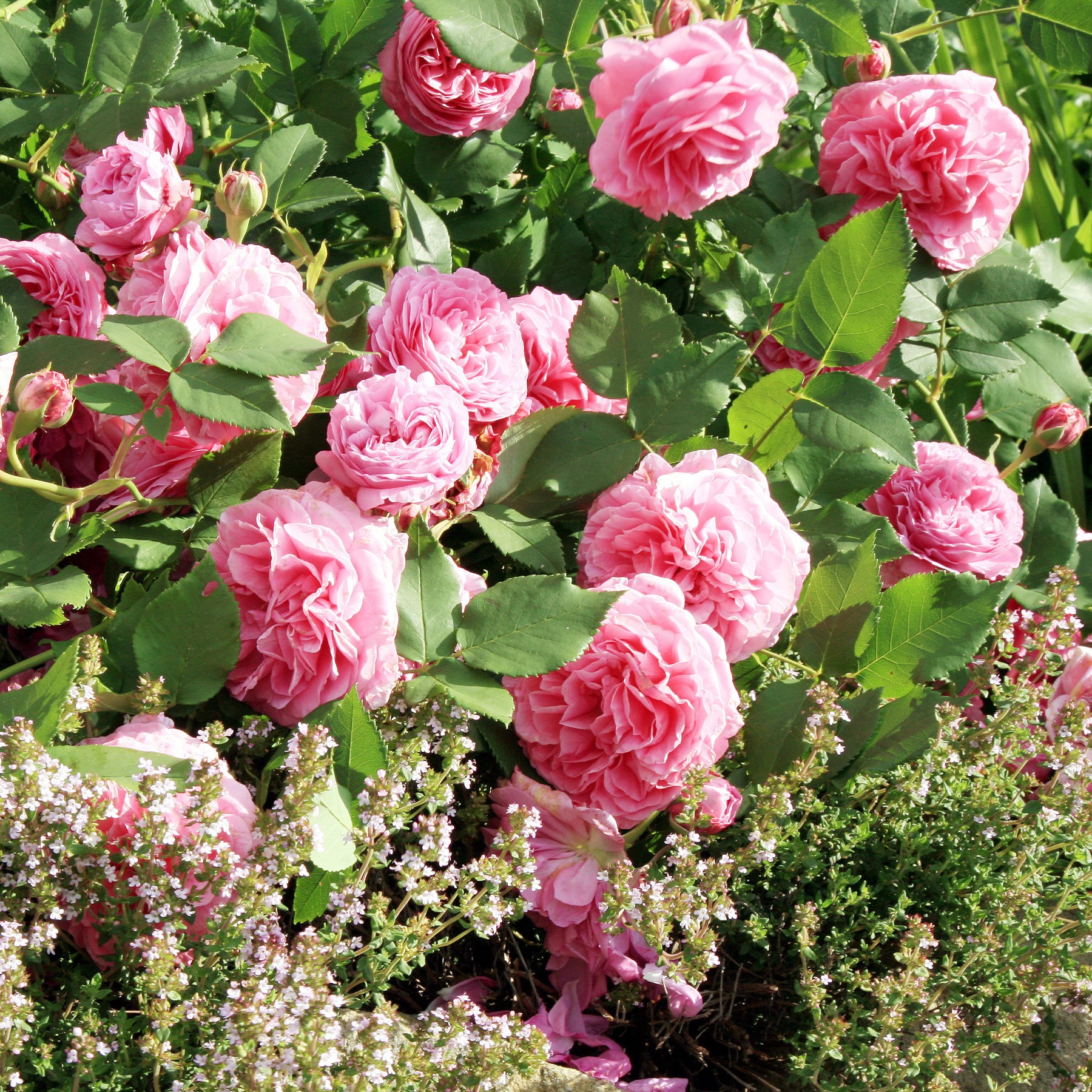 Rosa Louise Odier - Rosier Bourbon Louise Odier - Rosiers botaniques