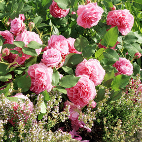 Rosa Louise Odier - Rosier Bourbon Louise Odier - Rosiers botaniques