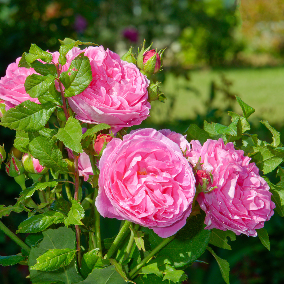 Rosier Bourbon Louise Odier - Willemse