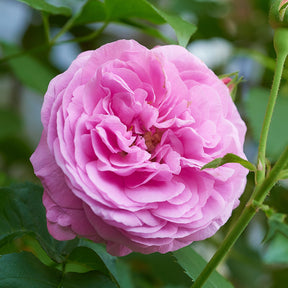Rosier Bourbon Louise Odier - Rosa Louise Odier - Willemse