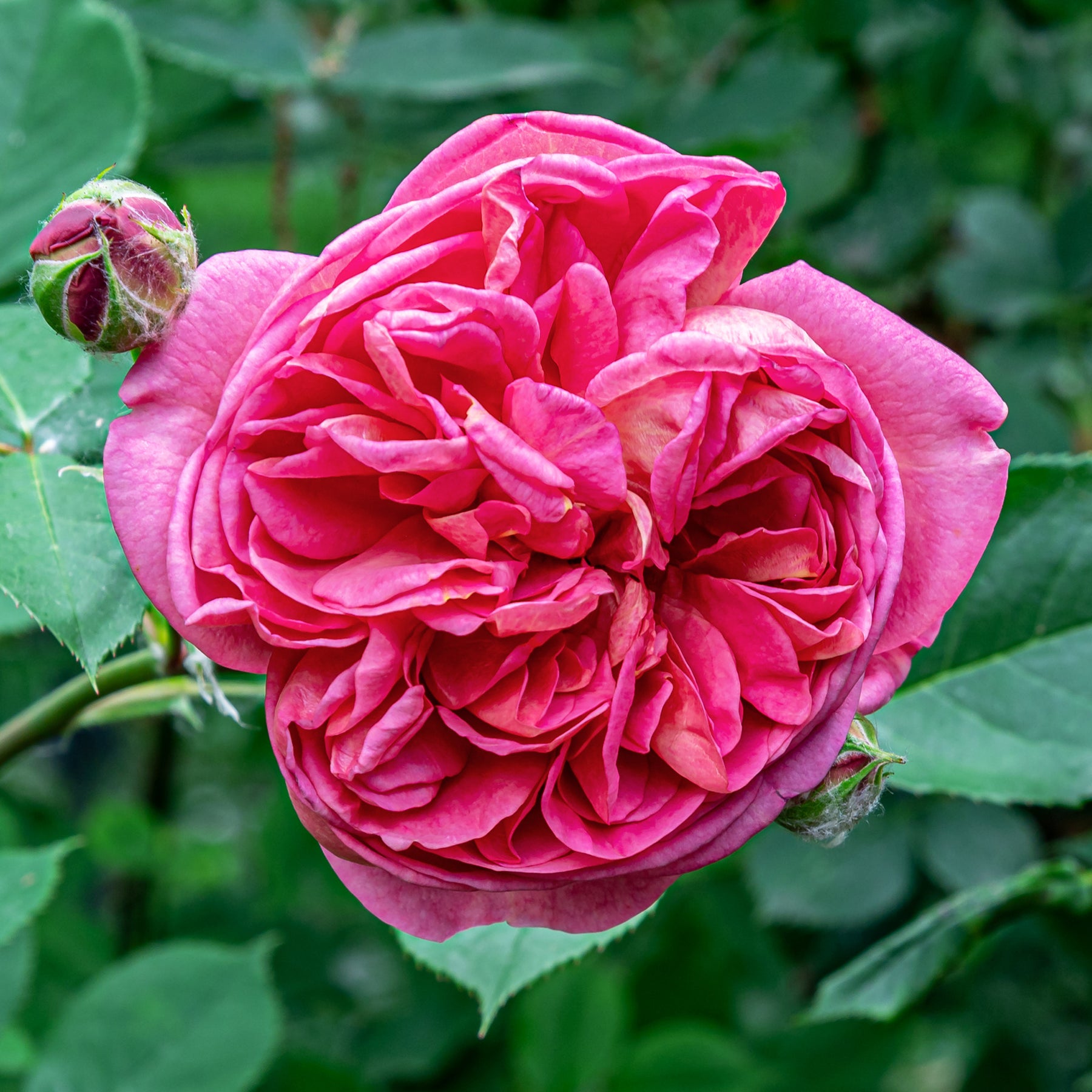 Rosa Madame Isaac Pereire - Rosier Bourbon grimpant Mme Isaac Pereire - Rosiers grimpants