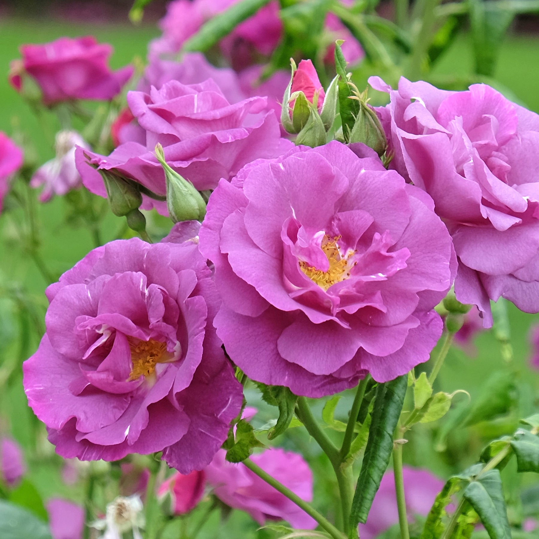 Vente Rosier buisson Rhapsody in Blue® Frantasia - Rosa Rhapsody in Blue® Frantasia