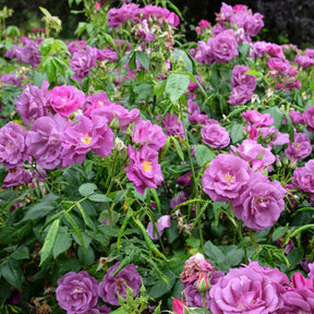 Rosiers à fleurs groupées polyantha - Rosier buisson Rhapsody in Blue® Frantasia - Rosa Rhapsody in Blue® Frantasia
